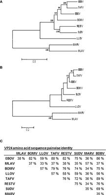 Filovirus VP24 Proteins Differentially Regulate RIG-I and MDA5-Dependent Type I and III Interferon Promoter Activation